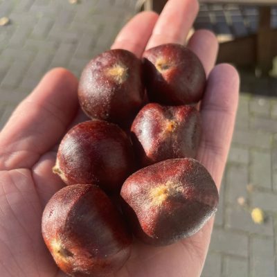 Tamme kastanje, Castanea mollissima Grimo serie